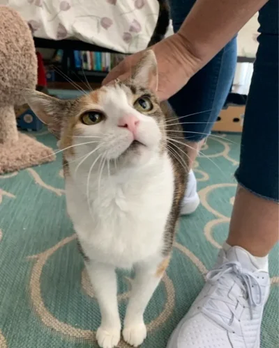 imgi_267_Cat_Sitting_Marina_del_Rey