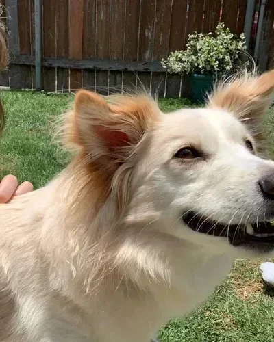 imgi_285_DogSmileSelfie(1)