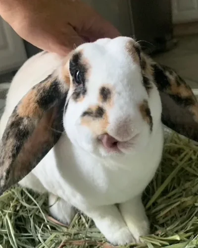 imgi_291_Bunny_Sitting_West-LA