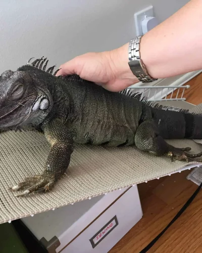 imgi_303_Iguana+Pets